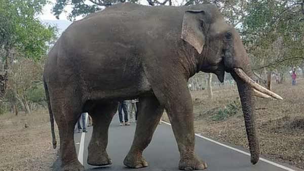 ரிவால்டோ யானை காட்டுக்குள்தான் இருக்கிறது.. கண்காணித்து வருகிறோம்.. ஹைகோர்ட்டில் அரசு தகவல்