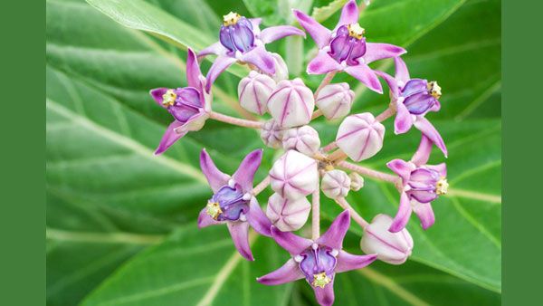 ரதசப்தமி நாளில் ஏன் எருக்க இலை வைத்து நீராட வேண்டும் ஏன் தெரியுமா?