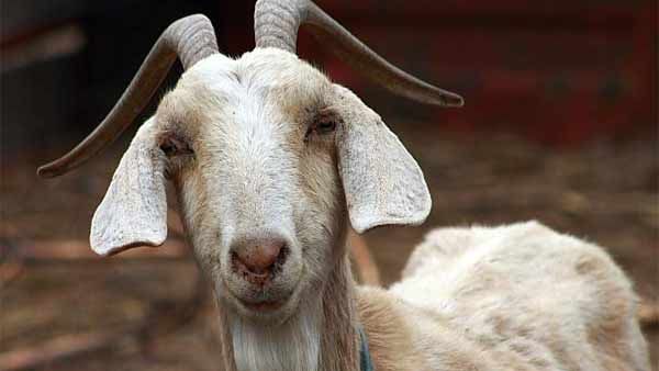 கோவிலில் ஆடு பலியிட்ட போலீஸ் சப்-இன்ஸ்பெக்டர் அதிரடி சஸ்பெண்ட்... இது எங்க தெரியுமா!