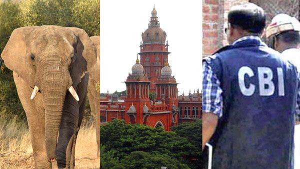 தமிழகத்தில் யானைகள் இறப்பு தொடர்பான அனைத்து வழக்குகளையும் சி.பி.ஐ விசாரிக்கனும்... ஐகோர்ட்டு அதிரடி!