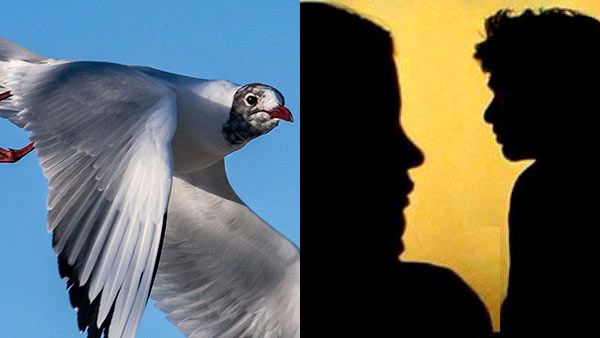 ரோட்டில் முற்றிய சண்டை.. ஆணின் 'அந்த' பகுதியை கடித்து துப்பிய பெண்.. எடுத்துக்கொண்ட பறந்த கடற்பறவை