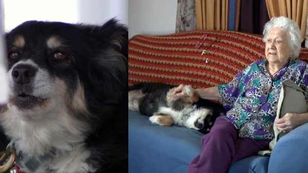 நாய்க்கு ரூ.36 கோடி மதிப்பில் சொத்து எழுதி வைத்த மூதாட்டி! இப்படியும் ஒரு காரணம்!