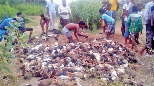 வேலூரில் அடுத்தடுத்து இறந்த 7 ஆயிரம் வாத்துகள்... பறவை காய்ச்சல் காரணமா!