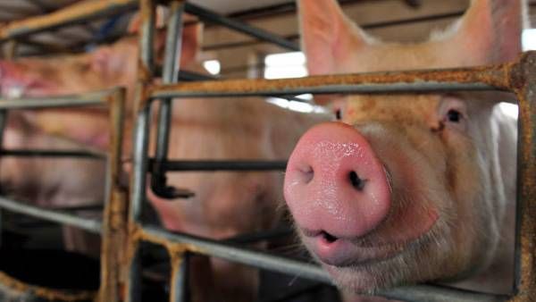 உலக நாடுகளை ஆட்கொள்ளும் புதிய பீதி: சீனா உள்ளிட்ட ஆசிய நாடுகளில் வேகமாக பரவும் பன்றிக் காய்ச்சல்!