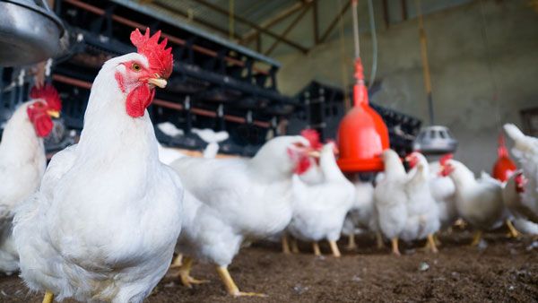 மக்களுக்கு வழங்கயிருந்த 4,500 விலையில்லா கோழிக்குஞ்சுகள்... அலேக்காக தூக்கிய தேர்தல் அதிகாரிகள்!