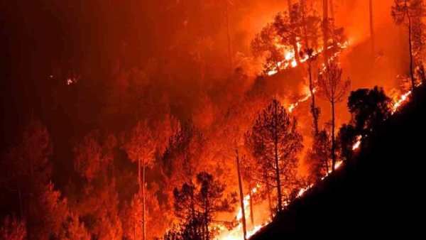 62 ஹெக்டேர் வனப்பகுதியில்.. அடங்காமல் பற்றி எரியும் தீ..4 பேர் உயிரிழப்பு.. அரியவகை மரங்கள் சாம்பல்!