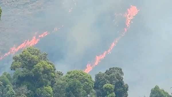 கட்டுக்கடங்காத வெயில்.. கட்டுப்படுத்த முடியாத காட்டுத்தீ... கொடைக்கானலில் பல அரிய மரங்கள் நாசம்