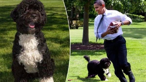 ராஜா வீட்டு கன்னுக்குட்டியாக வலம் வந்த ‘ஃபோ’ மரணம்.. சோகத்தில் ஒபாமா குடும்பம்!