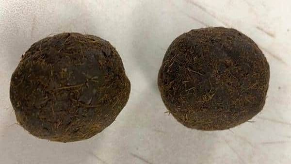 அமெரிக்காவில் சூட்கேஸில் இருந்த மாட்டுச்சாண வறட்டிகள்.. விமானத்தில் கொண்டு சென்ற இந்திய பயணி!