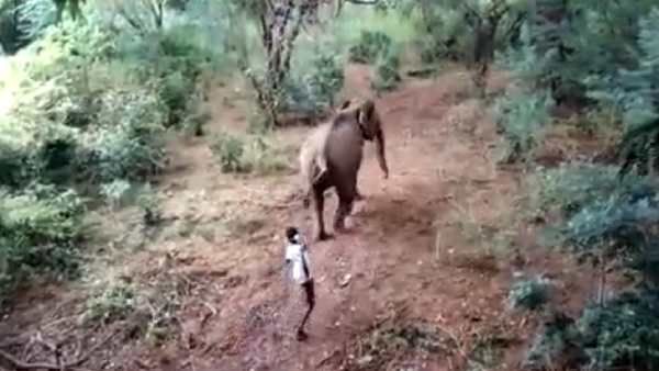 இவங்களுக்கு இதயமே இல்லையா?.. யானைகளை கொடுமைப்படுத்தும் கொடூரர்கள்.. ஷாக் வீடியோ!