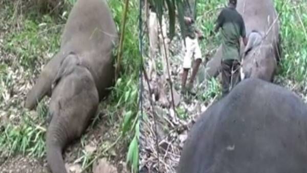 அட பாவமே.. சோகத்தை பாருங்க.. அசாமில் மின்னல் தாக்கி 18 யானைகள் உயிரிழப்பு!