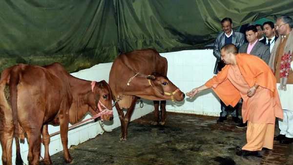 உத்தரபிரதேசத்தில் ஒவ்வொரு மாவட்டத்திலும் பசுக்களுக்கான உதவி மையம் அமைக்கும் யோகி ஆதித்யநாத்