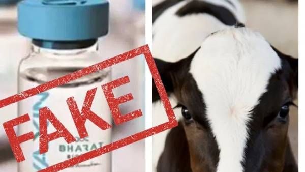 Fact check: கோவாக்சின் தடுப்பூசியில் கன்றுக்குட்டியின் சீரம் உள்ளதா? அரசு தரும் விளக்கம் இதுதான்