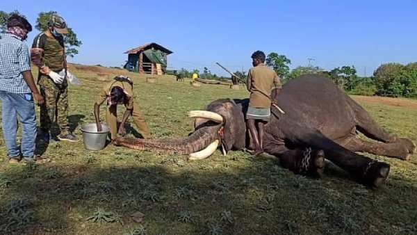 தும்பிக்கையில் குச்சியை விட்டு.. 28 யானைகளுக்கு கொரோனா பரிசோதனை.. முரண்டு பிடித்த யானைகள்!