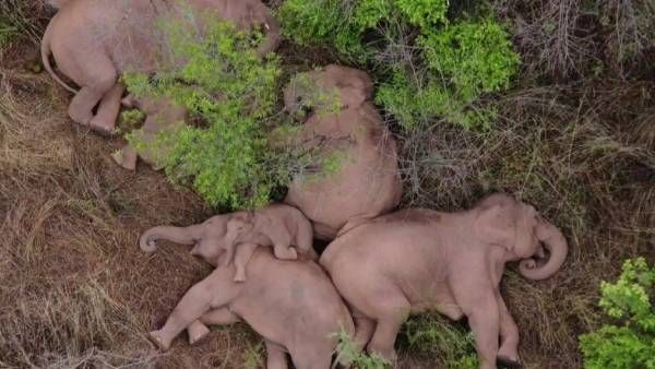 ''கைப்புள்ள இன்னும் ஏன் முழிச்சுக்கிட்டு இருக்க'' குடும்பத்துடன் படுத்து தூங்கிய யானைகள்.. என்ன அழகு