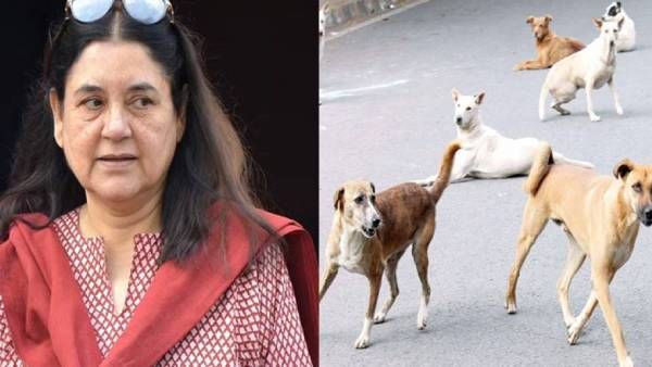 6 நாய்கள் விஷம் வைத்து சாகடிப்பு.. இளம்பெண் அதிகாரி மீது புகார்.. காரணம் கேட்டால் ஷாக் ஆகிடுவீங்க!