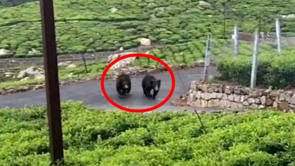 கோடநாடு பக்கம், காலையிலேயே.. ரோட்டில் அசால்ட்டா போறது யாருன்னு பாருங்க.. உறைந்து போன நீலகிரி