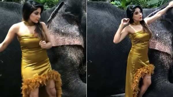 படையப்பா நீலாம்பரி கெட்டப்பில் சாக்ஷி அகர்வால்.. பார்த்து காண்டான காட்டு யானை!