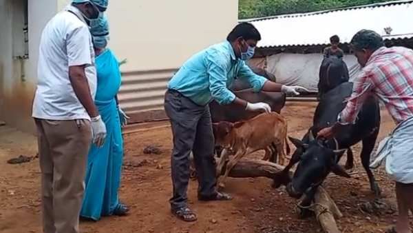 இதுவேறையா.. ஆந்த்ராக்ஸ் நோய் தாக்கி கோவை அருகே யானை பலி.. தடுப்பூசி பணி தீவிரம்