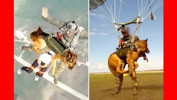 ஹெலிகாப்டரில்.. 13,000 அடி உயரத்தில் நாய்களுக்கு டிரெயினிங்.. ரஷ்ய ராணுவத்தினர் அசத்தல் வீடியோ..!