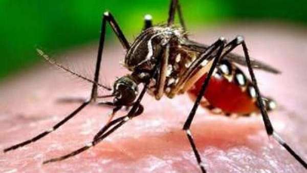 கேரளாவில் தீயாக பரவும் ஜிக்கா.. குழந்தைகளுக்கும் பாதிப்பு.. தமிழ்நாடு பார்டரில் அதிகரிக்கும் கேஸ்கள்