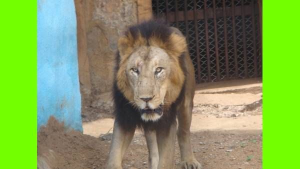 ஆரம்பம்.. புலிகள், கரடிகளுக்கு கொரோனா டெஸ்ட் + தடுப்பூசி.. அமெரிக்காவில் விறுவிறு நடவடிக்கை