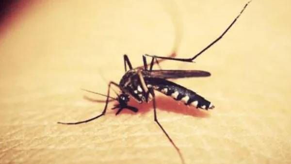 ஒரு பக்கம் கொரோனா.. இன்னொரு பக்கம் ஜிக்கா.. கேரளாவில் அதிகரிக்கும் கேஸ்கள்.. மேலும் 4 பேர் பாதிப்பு