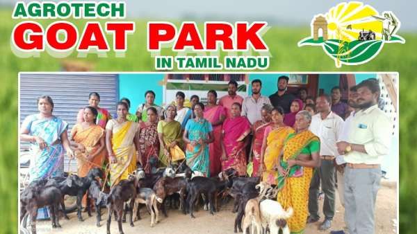 ஐடி துறையில் உள்ளவர்களும்.. ஆடு, நாட்டுக் கோழி வளர்ப்பு திட்டத்தில் அதிக லாபம் பெறலாம்.. எப்படி?