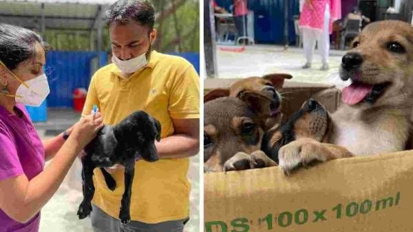 அட பாவமே.. சென்னையில் நாய்களுக்கு பரவும் பார்வோ வைரஸ்.. அறிகுறிகள் என்ன?.. சிகிச்சை முறைகள் என்ன?