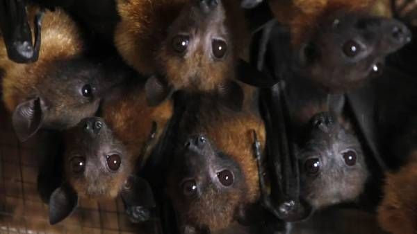 கொரோனாவை போன்ற வேகம்.. எபோலாவை போன்ற கொடூர பாதிப்பு.. அடுத்த தலைவலி மார்பர்க் வைரஸ்.. அலறும் WHO