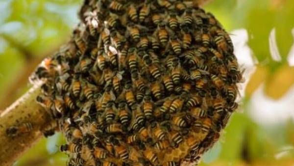 திதி கொடுக்க சென்றவர்களை.. விரட்டி, விரட்டி கொட்டிய தேனீக்கள்.. ஒருவர் உயிரிழப்பு.. 13 பேர் படுகாயம்