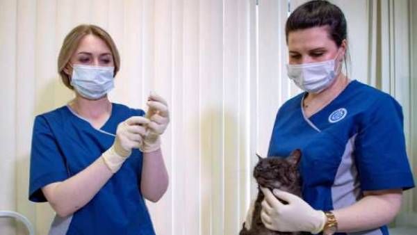 விலங்குகள் மத்தியில் தோன்றும்.. மிக மோசமான உருமாறிய கொரோனா.. பீதியை கிளப்பும் புதிய ஆய்வு