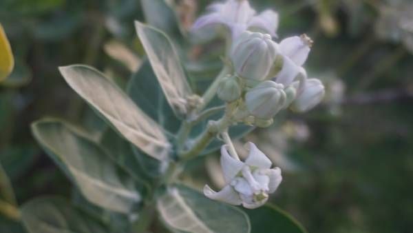 பிள்ளையாருக்கு பிடித்த எளிமையான எருக்கம்பூ மாலை - என்னென்ன பலன்கள்