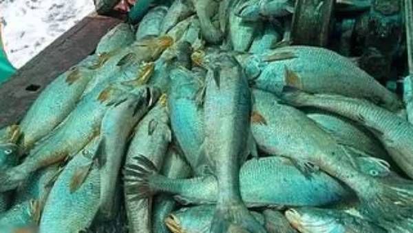 வலையில் சிக்கிய 157 தங்க மீன்கள்.. ஒரே நாளில் ரூ.1.33 கோடி சம்பாதித்த மீனவர்.. இப்படியொரு அதிர்ஷ்டமா