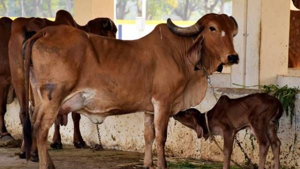 ஆக்ஸிஜனை சுவாசித்து வெளியேற்றும் ஒரே விலங்கு பசு.. இது விஞ்ஞானிகளின் நம்பிக்கை.. அலகாபாத் ஹைகோர்ட்
