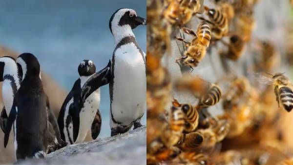 கொடூரம்.. இப்படி எல்லாம் நடக்குமா?.. தேனீ கடித்து பலியான 63 பென்குயின்கள்.. அழிவின் விளிம்பு!