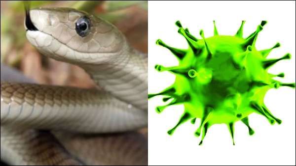 விஷத்துக்கே விஷம்.. கொரோனாவை கட்டுப்படுத்தும் பாம்பின் நஞ்சு.. ஆராய்ச்சியில் புது திருப்புமுனை