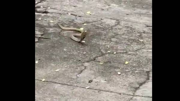 தங்கம் போடீ.. புற்றுக்கு வந்து பால், முட்டை வைக்கிறேன்.. நாகப்பாம்புவிடம் சத்தியம் செய்த பெண் வீடியோ