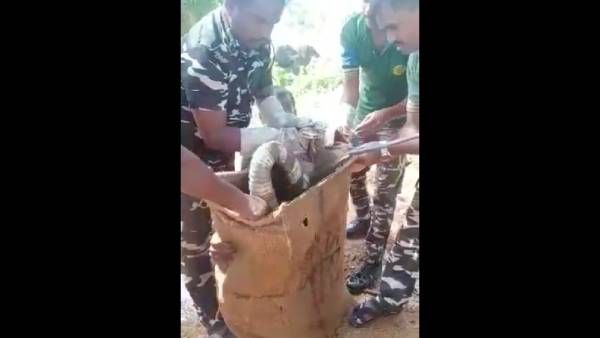 அம்மாடி! 12 அடி நீள ராஜநாகம்.. கொஞ்சம் மிஸ்ஸானாலும் க்ளோஸ் தான்.. வைரலாகும் வனத்துறையினரின் வீடியோ