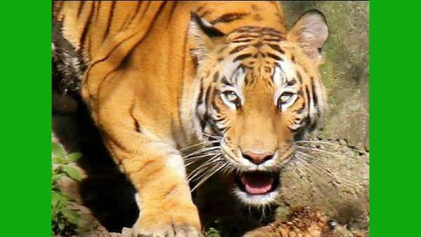 புலியை சுட்டு கொல்ல வேண்டாம்.. ஆட்கொல்லி புலியாக இல்லாமலும் இருக்கலாம்.. சென்னை ஹைகோர்ட் உத்தரவு