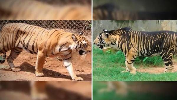 திடீரென நிறம் மாறும் இந்திய புலிகள்.. கருப்பு நிறத்தில் பார்க்கவே வினோதமாக-விஞ்ஞானிகள் உடைத்த மர்மம்