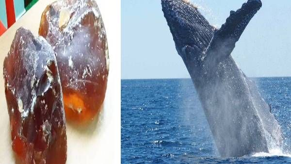 ரூ.8 கோடி மதிப்பு திமிங்கல உமிழ்நீர் கடத்தல்... நாம் தமிழர் கட்சி நிர்வாகி உட்பட இருவர் கைது..!