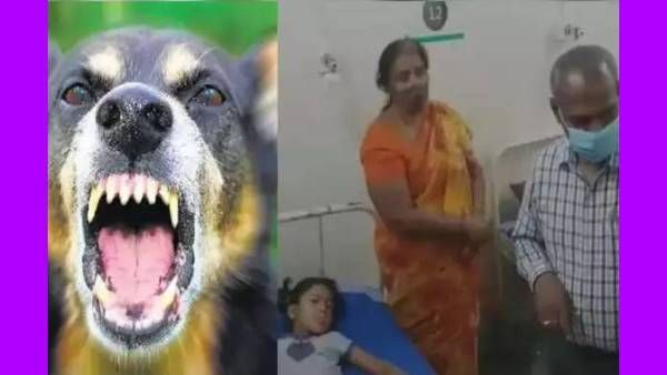 47 பேரை.. ஒரு மணி நேரத்தில் கடித்து குதறிய வெறிநாய்.. அலறியடித்து ஓடிய மக்கள்.. சோளிங்கர் அதிர்ச்சி