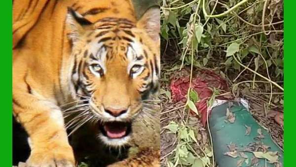 கிலியை கிளப்பிய புலியை உயிருடன் பிடித்த வனத்துறைக்கு சென்னை உயர்நீதிமன்றம் பாராட்டு