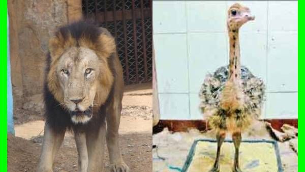 நெருப்புக்கோழிகள் திடீர் உயிரிழப்பு.. வாயிலிருந்து கொட்டிய ரத்தம்.. 