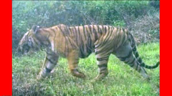 புலியின் கால்தடம் தெரிந்தது.. சிங்காரா பகுதியில் சுற்றிவளைப்பு.. இன்று மாலைக்குள் பிடிக்க தீவிரம்