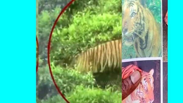 புலி வருகிறது கூடலூர் நோக்கி.. 8 நாட்களுக்கு பிறகு.. கேமராவில் பதிவானது.. கிராம மக்களுக்கு வார்னிங்