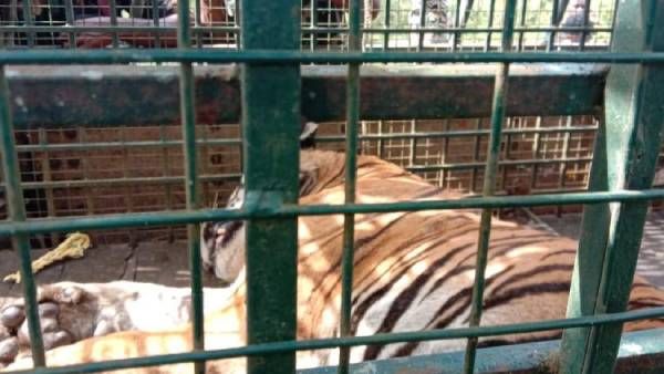 உயிரோடு சிக்கியது ஆட்கொல்லி புலி.. 21 நாள் தேடுதல் வேட்டைக்கு பிறகு சாதித்த வனத்துறை.. அடுத்து என்ன?