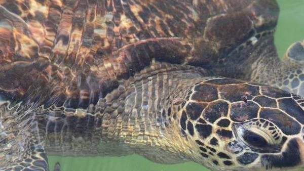 மடகாஸ்கரை தொடர்ந்து தான்சானியாவில் ஆமை கறி சாப்பிட்டவர்கள் அடுத்தடுத்து 7 பேர் பலி- அதிபர் இரங்கல்!