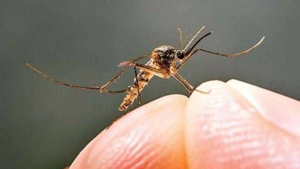 புதிய தலைவலி! உச்சம் தொடும் டெங்கு.. 6 ஆண்டுகளில் இதுதான் மோசம்.. தலைநகரில் 5270 பேருக்கு பாதிப்பு